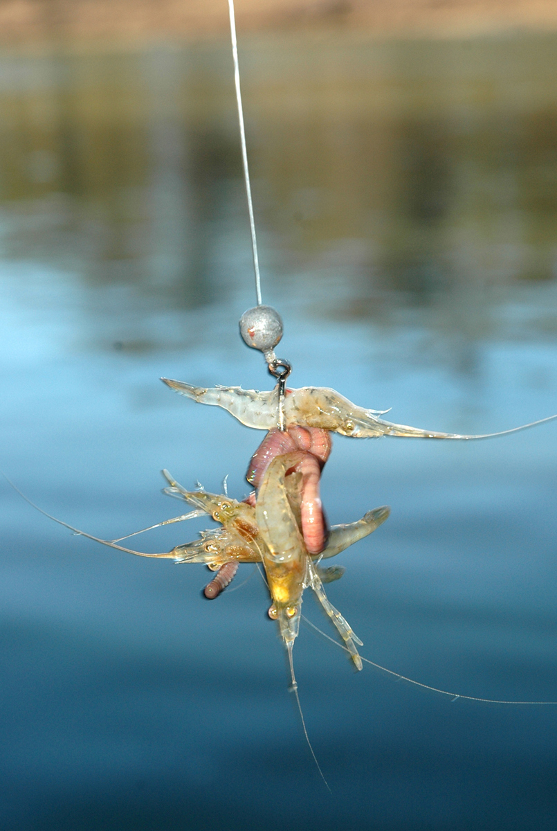 A shrimp and worm cocktail bait used for Murray cod.