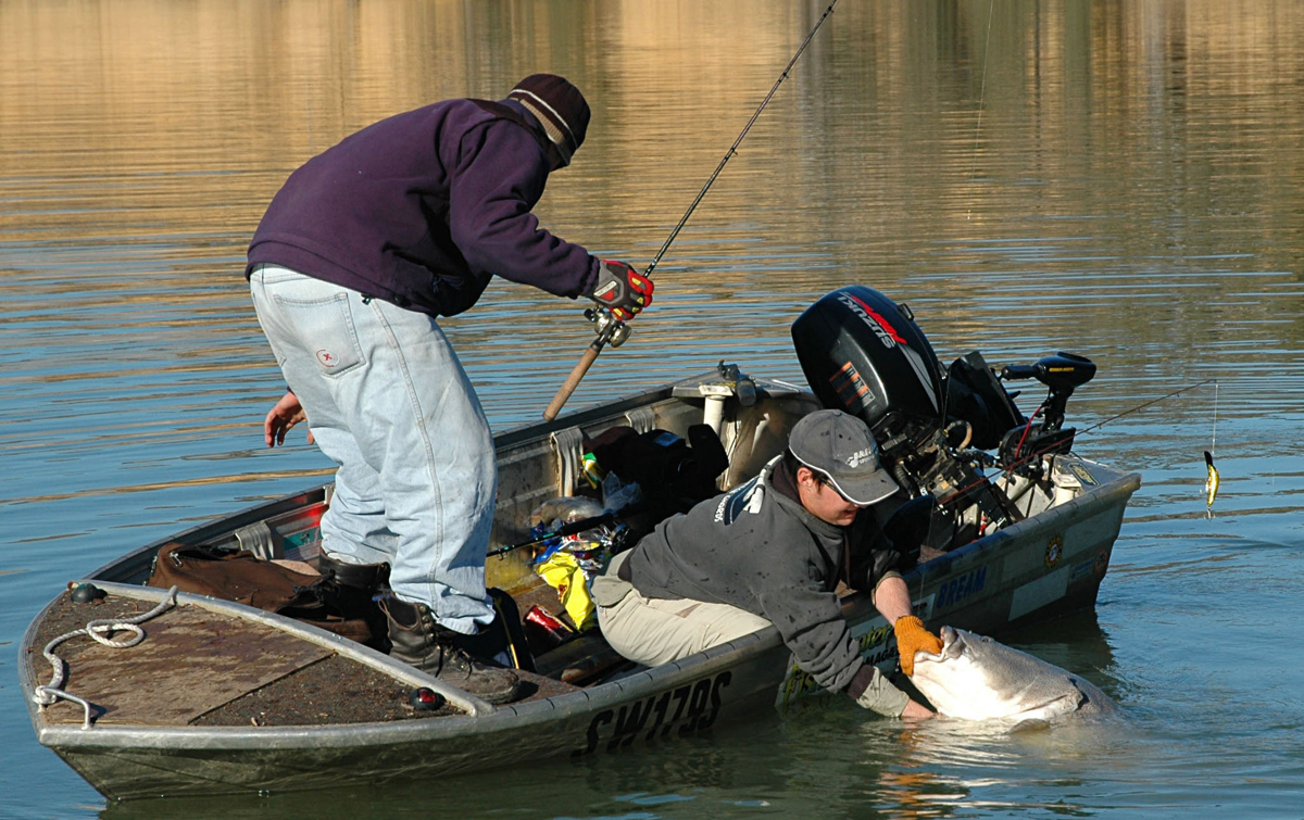 Small vee hulled boats and big Murray cod sometimes require a balancing act