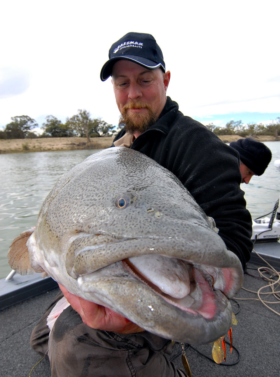Showing off the oversize lips and enormous mouth of a big Murray cod.