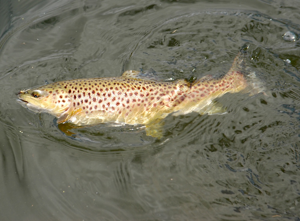 Brown trout like this one dominate some waters and are keenly sought by fly fishers.