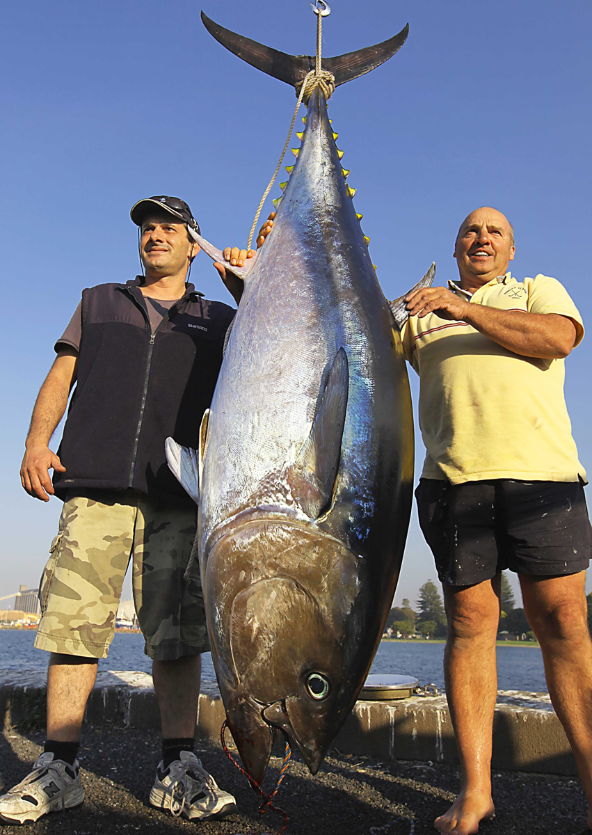 A 125kg tuna on the weighing gantry at Portland.