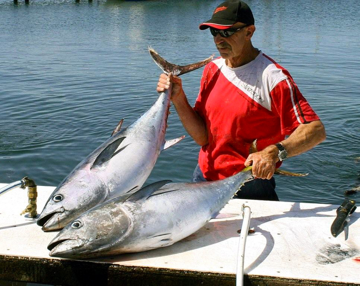 Bob McPherson with a handy pair of bluefin on the cleaning table at Portland.