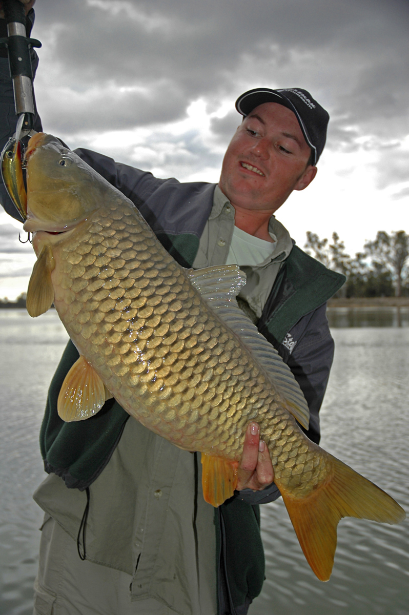 A 7kg carp caught in the Murray River.