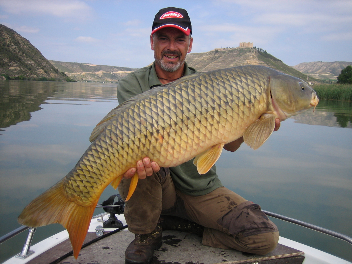 Fishing guide Gary Allen shows off a 15kg carp caught in the Segre River in northeast Spain. European anglers pay big dollars to go carp fishing