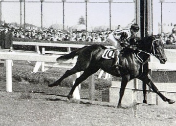 Tulloch at the Caulfied cup