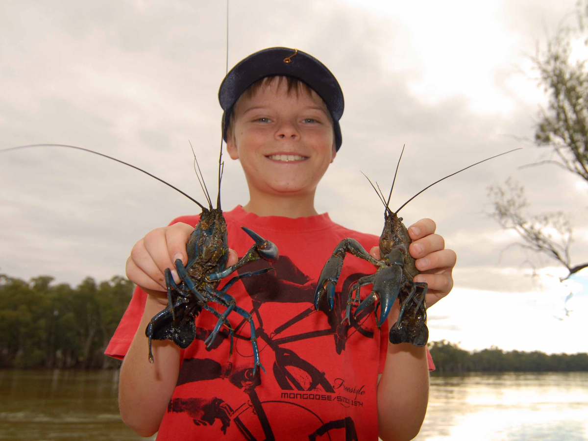 The only problem anglers face with yabbies is whether to put them on the hook or in the pot.