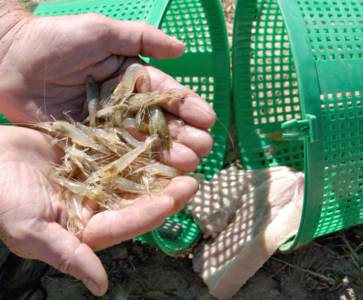 A favourite bait for Murray cod, the bardi grub is an expensive bait to buy.