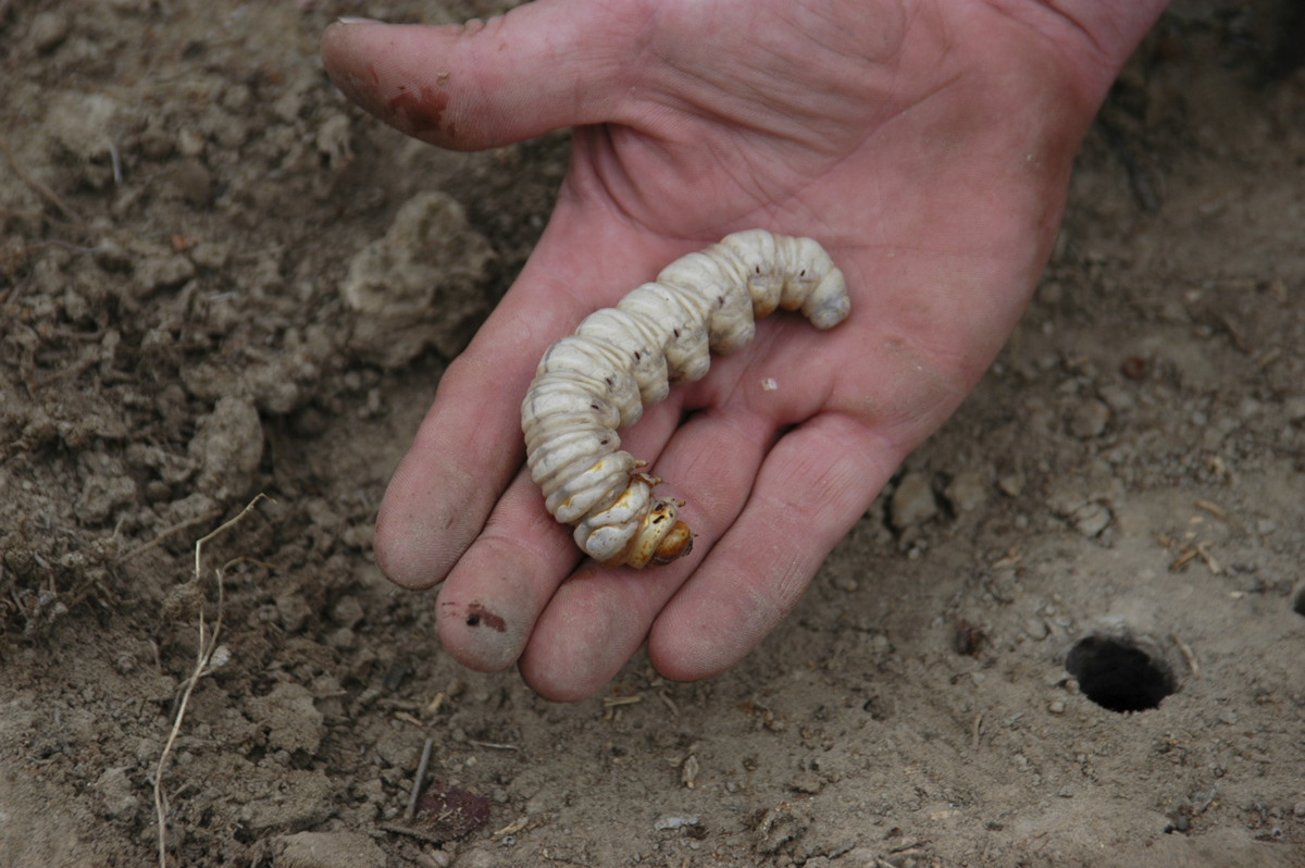 A favourite bait for Murray cod, the bardi grub is an expensive bait to buy.