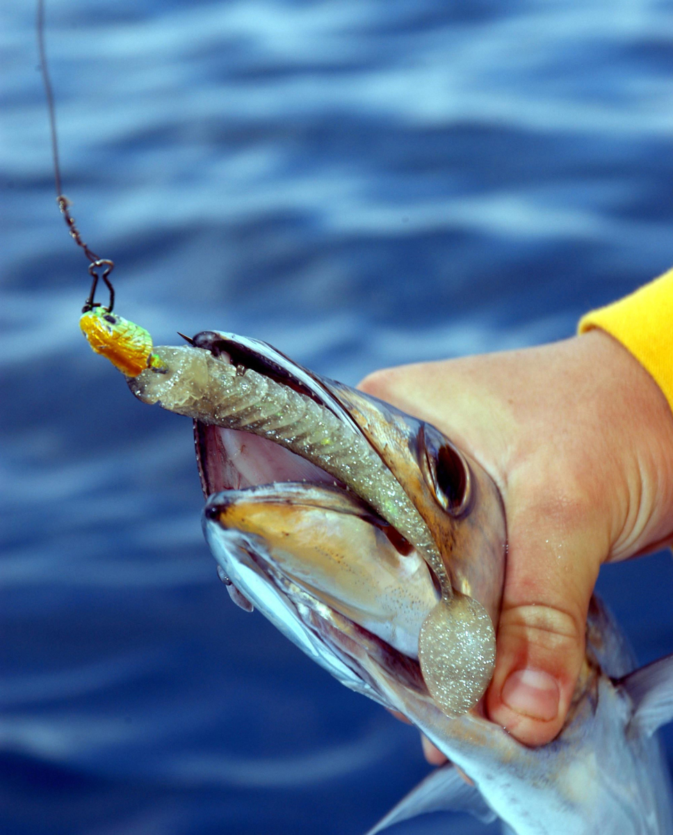 Barracouta can be caught on jigging lures.