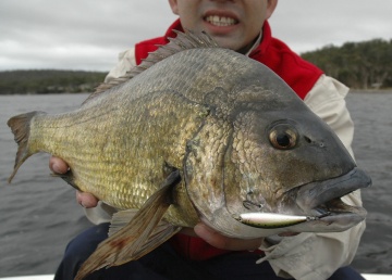 At 1.85kg, bream don’t come much bigger. This fish was caught in the Derwent River in Tasmania.