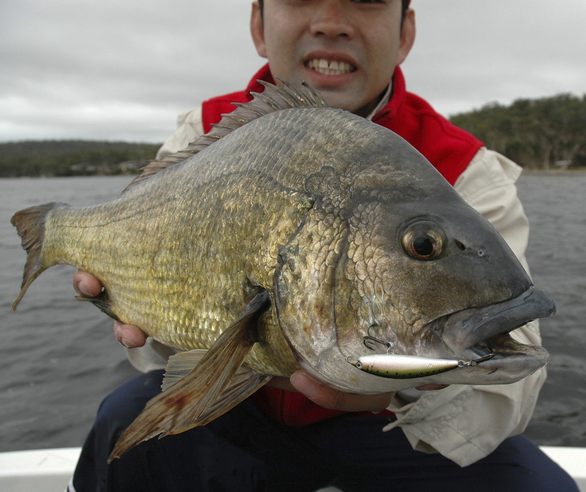 At 1.85kg, bream don’t come much bigger. This fish was caught in the Derwent River in Tasmania.