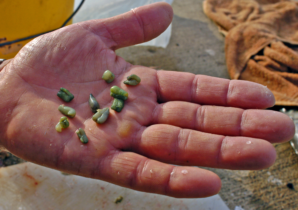 These green worms are common in King George whiting caught in Port Phillip Bay, which explains why peas work as bait.