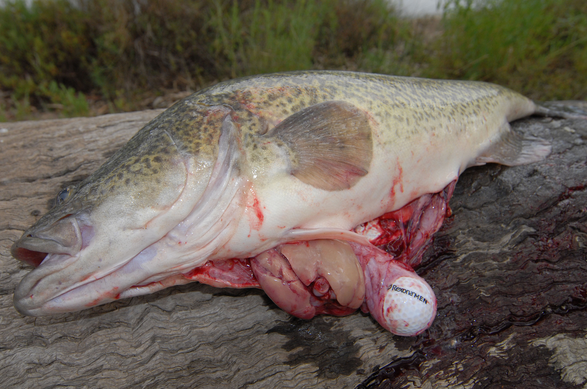 Golf balls are sometimes found in Murray cod caught near golf courses. This fish came from Lake Mulwala.