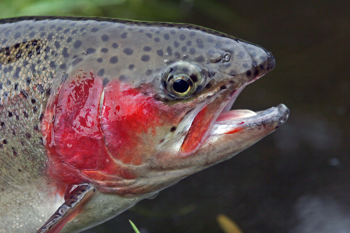 Rainbow trout are common in most Victorian lakes and impoundments.