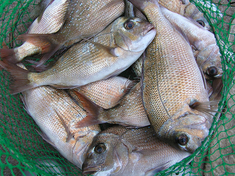 Small snapper or pinkies are caught in good numbers from piers and breakwalls