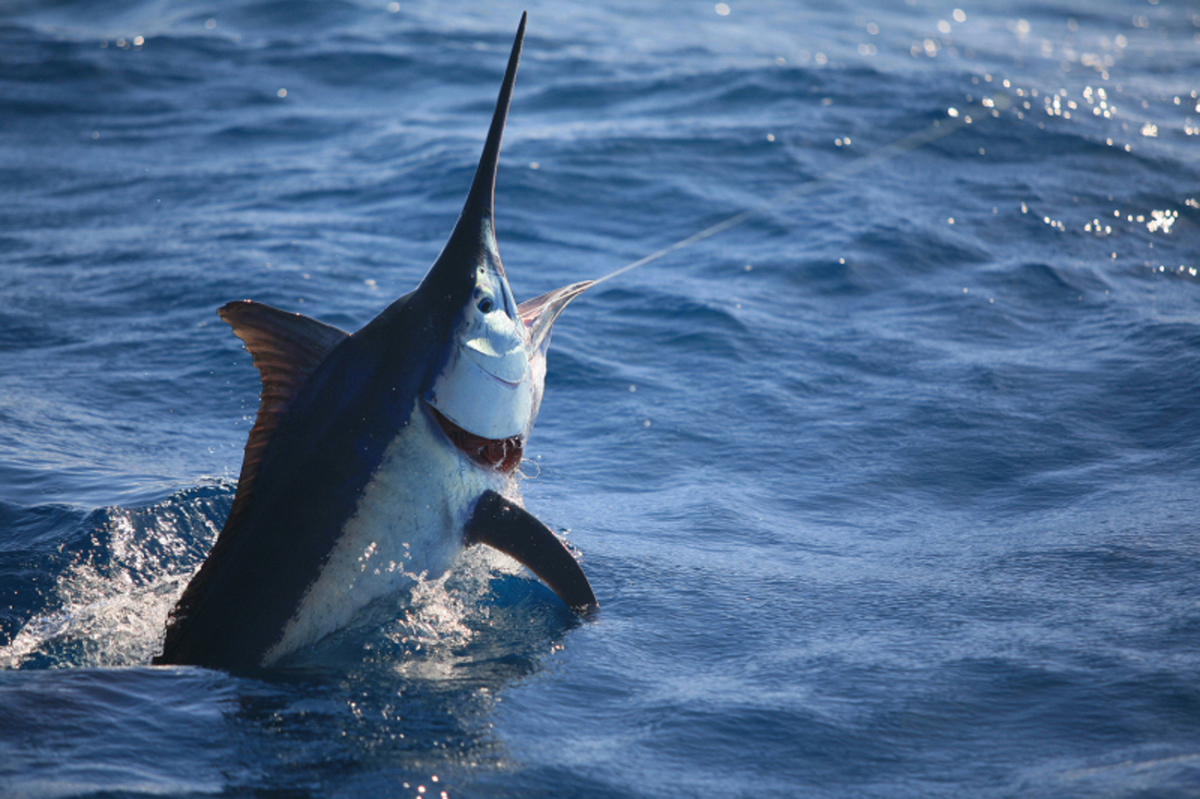 Marlin off the south coast of NSW Australia, gota love this land based  catch! : r/Fishing