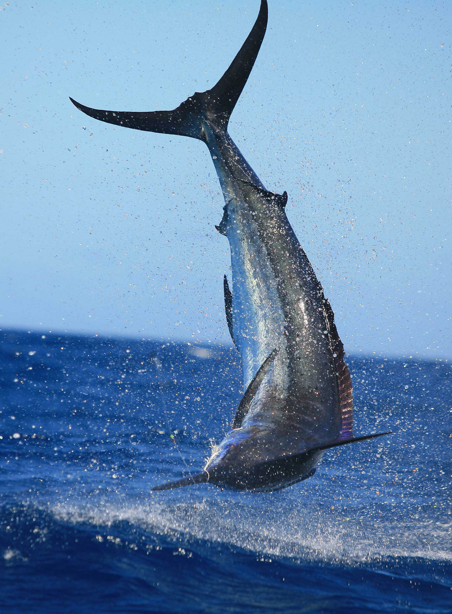 This is the sight that many South Coast game anglers dream of: a marlin spearing back into the ocean. 