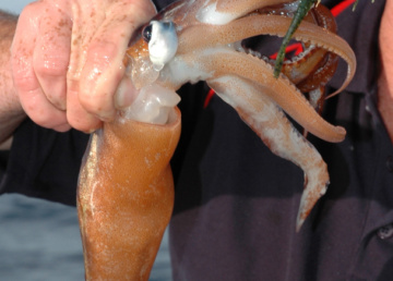 The distinctive “arrowhead” tail flukes on the arrow or Gould’s squid.