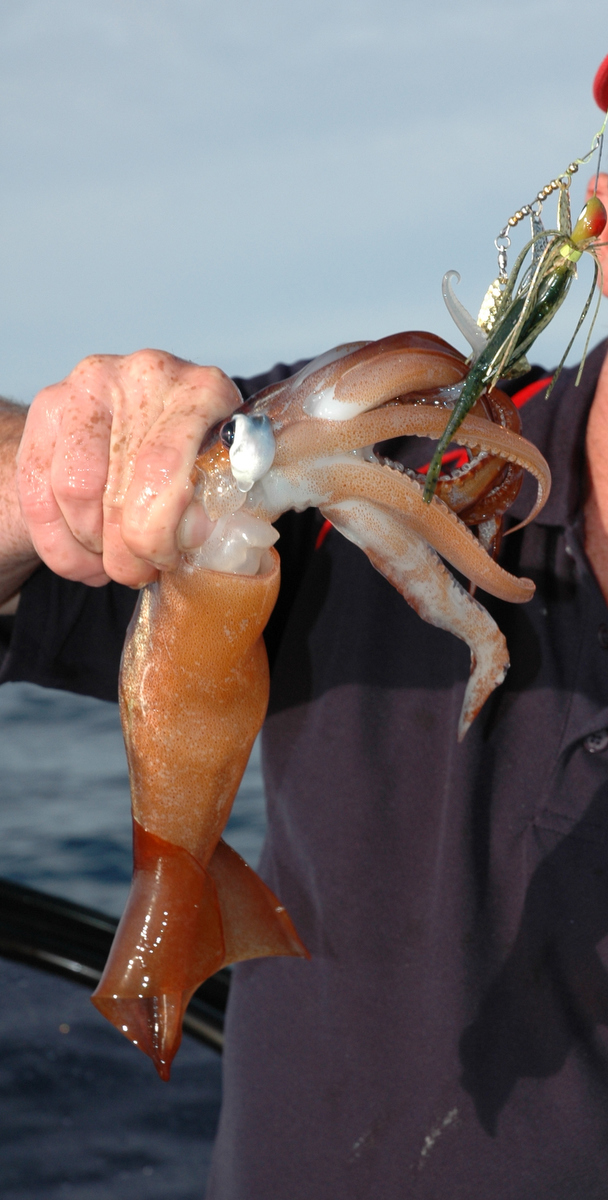 The distinctive “arrowhead” tail flukes on the arrow or Gould’s squid.