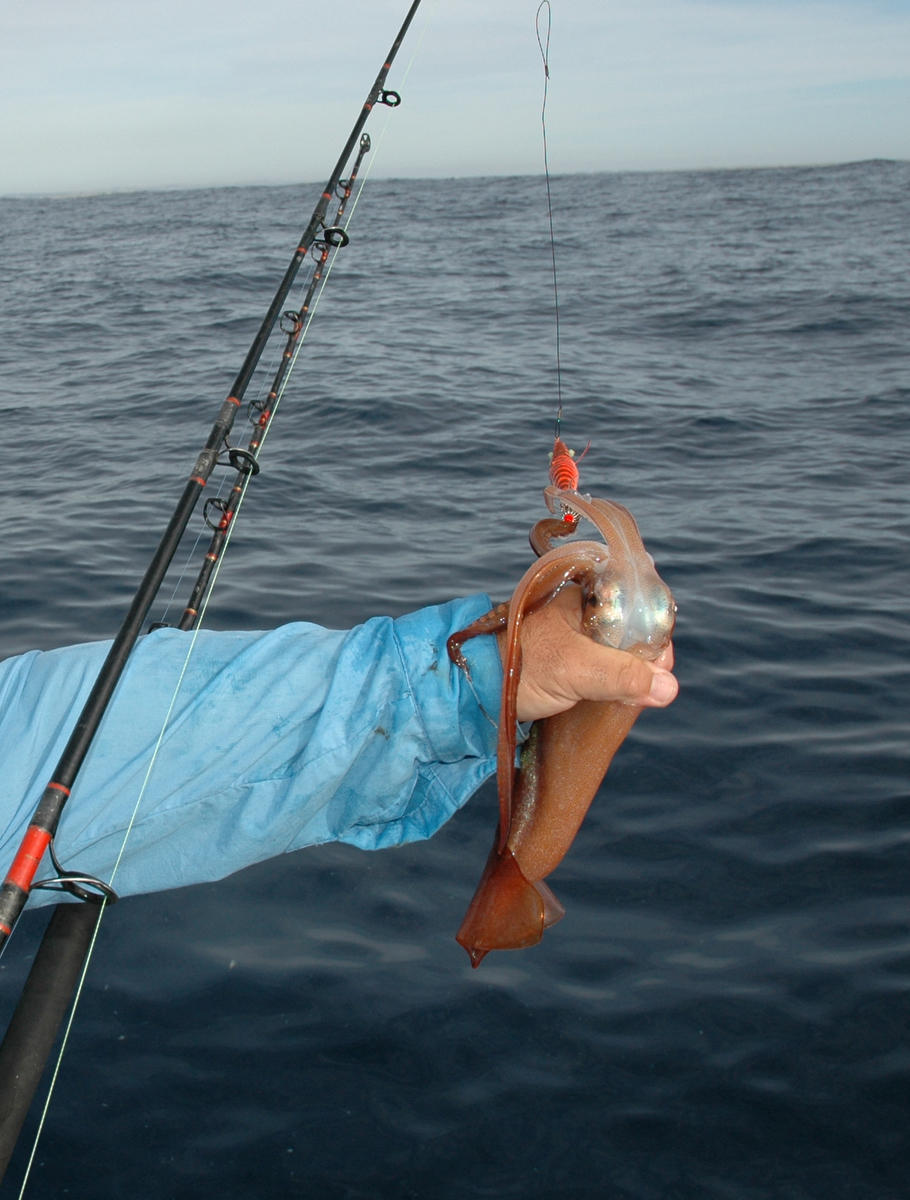 When you bring the squid to the boat, try to keep the head pointing away from you unless you want an ink bath.