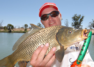 This carp took a large lure meant for a Murray cod. Carp are survivors and adapt well to different environments. Anglers regularly catch carp on flies and lures as well as bait.