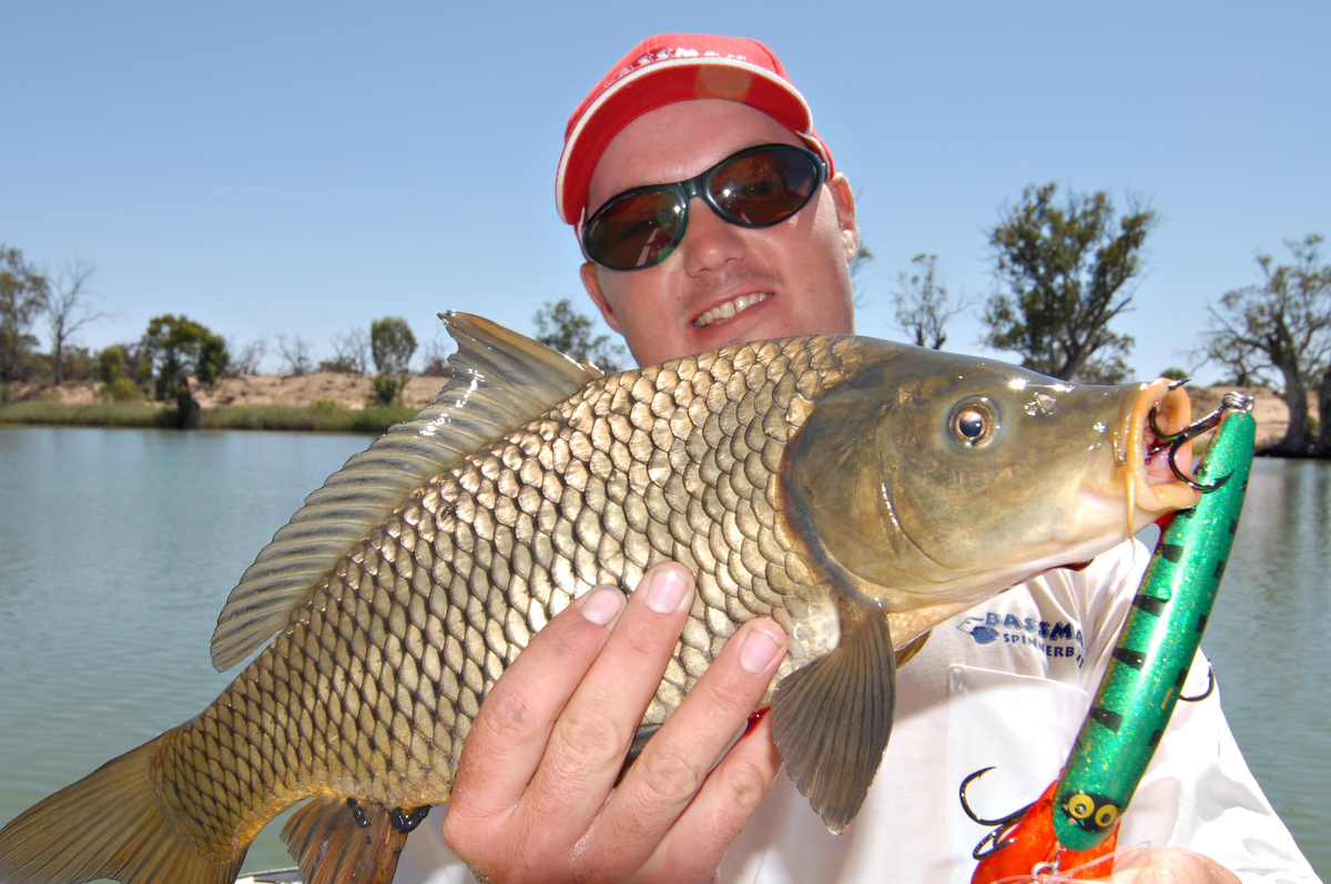 This carp took a large lure meant for a Murray cod.  Carp are survivors and adapt well to different environments. Anglers regularly catch carp on flies and lures as well as bait. 