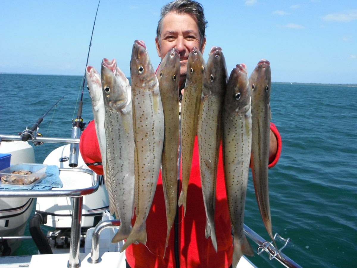 A good catch of whiting.