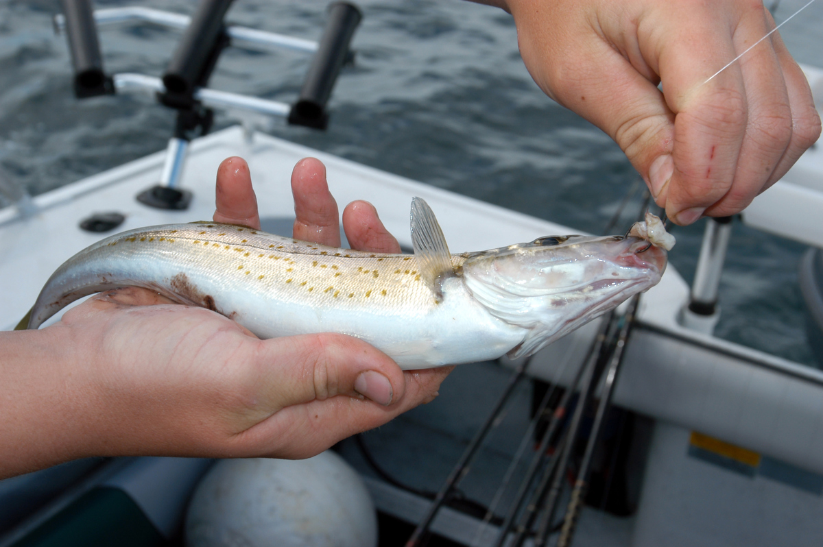 Whiting are pretty fish but need to be a slightly bigger than this one to get a decent meal.